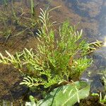 Limnanthes douglasii Leaf