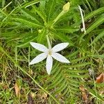 Hippobroma longiflora Flor