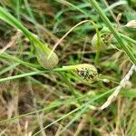 Allium oleraceum ᱵᱟᱦᱟ