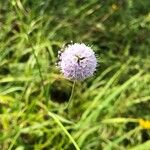 Succisella inflexa Flower