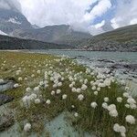 Eriophorum scheuchzeriFlower