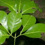 Serjania pyramidata Leaf
