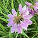 Onobrychis viciifoliaFlower