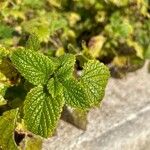 Mentha × rotundifolia Liść