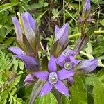 Gentianella germanica Flor