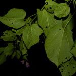 Cydista heterophylla Цвят
