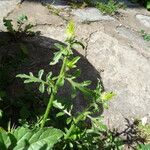 Centaurea iberica 花