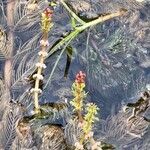 Myriophyllum spicatum Blüte