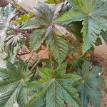 Ricinus communisFolla