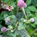 Anemone x hybrida その他の提案