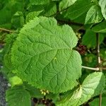 Aralia racemosa Blad