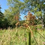 Scirpus cyperinus 花