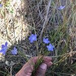 Wahlenbergia strictaFlor