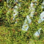 Alisma plantago-aquatica Цветок