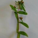 Euphorbia nutans Агульны выгляд