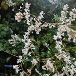 Fallopia baldschuanica Flower