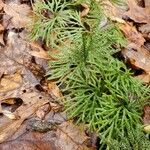 Lycopodium dendroideum Levél