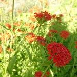 Lychnis chalcedonica Žiedas