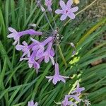 Tulbaghia violacea Blomst