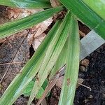 Cordyline stricta Leht