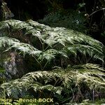 Culcita macrocarpa その他の提案
