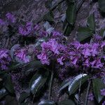 Fridericia candicans Floare