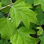 Hydrangea quercifolia Blad