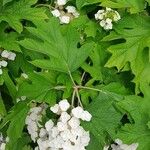 Hydrangea quercifolia Хабит