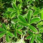 Alchemilla alpina Foglia