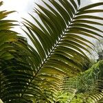 Ceratozamia mexicana Blatt