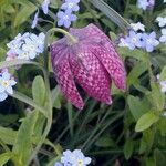 Fritillaria meleagris Flor