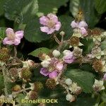 Rubus andegavensis Vekstform