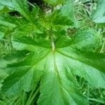 Malva verticillata Leaf