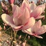 Magnolia x soulangeana Άλλα