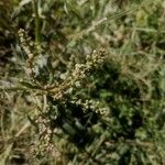 Atriplex tatarica Fruit