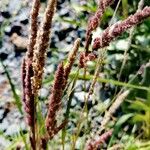 Polypogon viridis Feuille