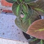 Kohleria amabilis 葉