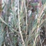 Thymus dolomiticus Leaf