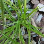 Cyperus aggregatus Ліст