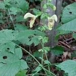 Salvia glutinosa Flower