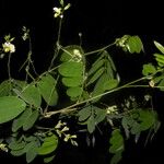 Coursetia caribaea Flower