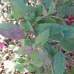 Fuchsia magellanica Feuille