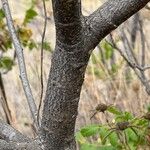 Rhus coriariaবাকল