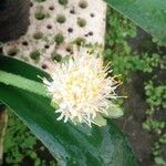 Haemanthus albiflosപുഷ്പം