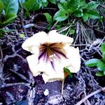 Solandra grandiflora 花