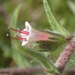 Echium asperrimum Цвят
