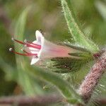 Echium asperrimum Flower