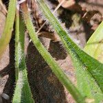 Plantago argentea Feuille