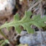 Senecio viscosus Foglia