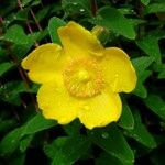 Hypericum × hidcoteense Flower